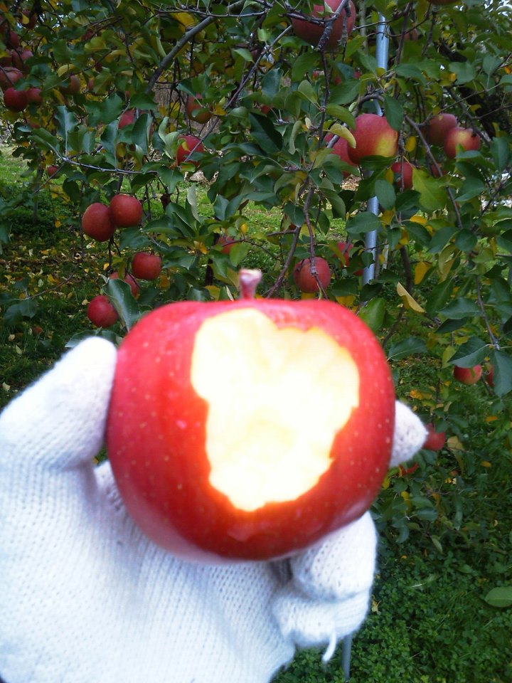 2012年度収穫分の林檎ジュース、いよいよ発売開始！